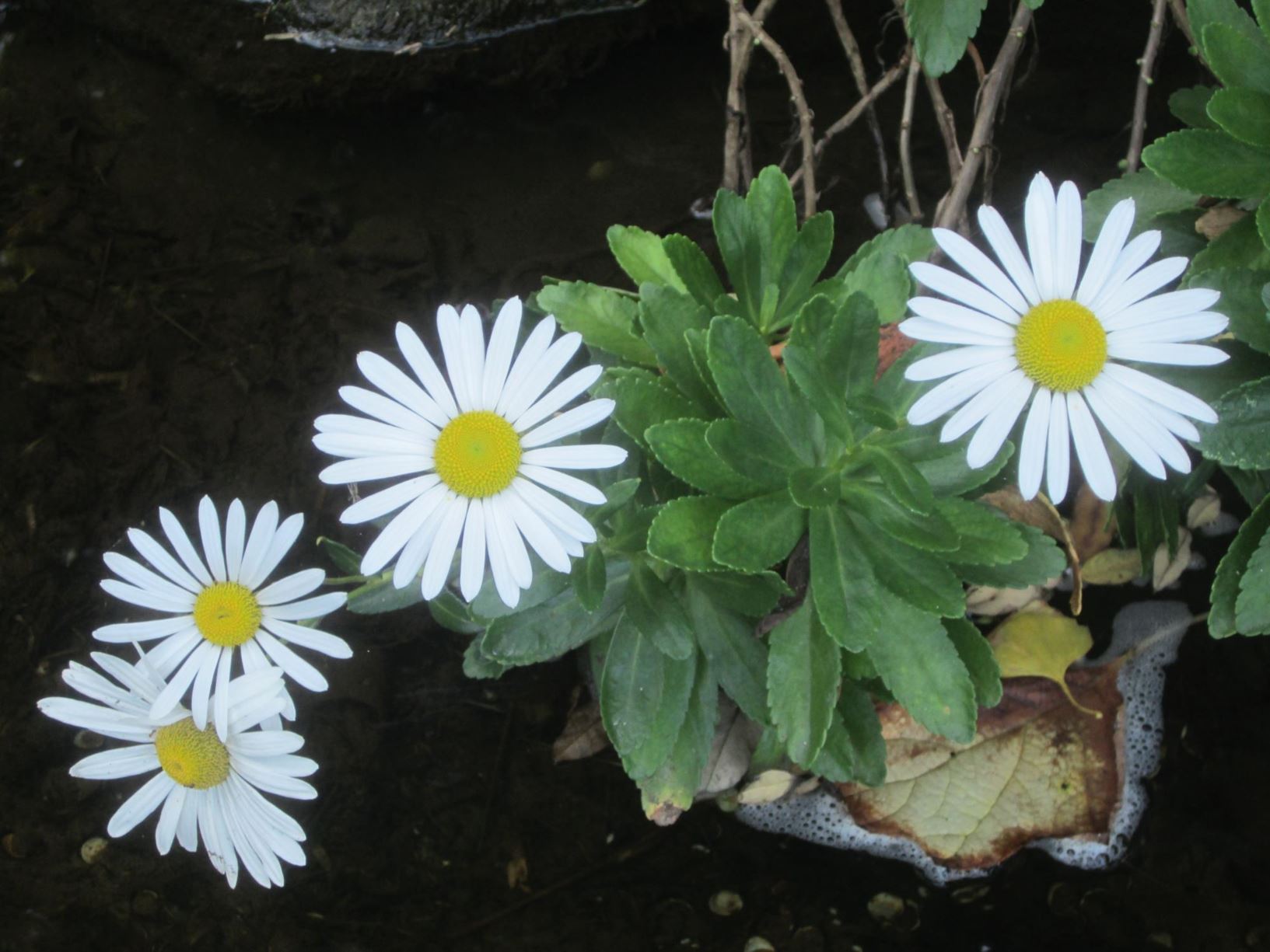 Nipponanthemum nipponicum - nippon daisy