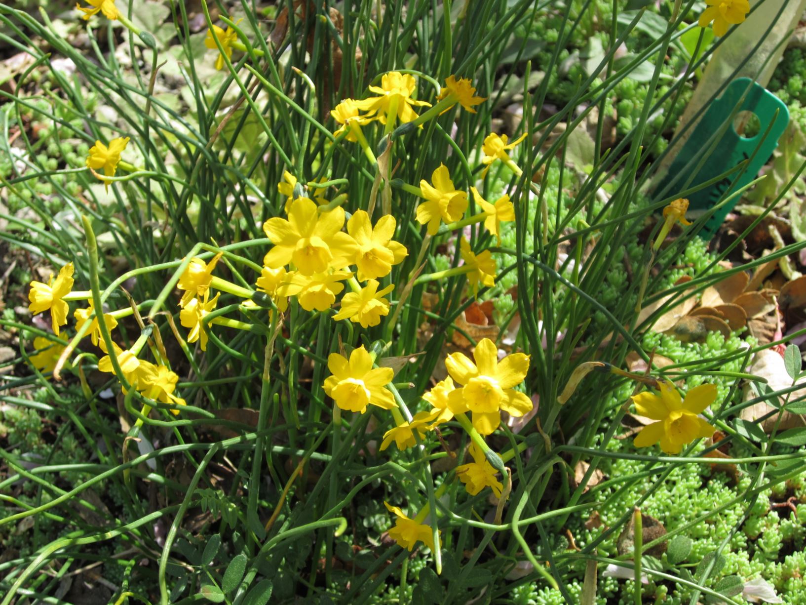 Narcissus 'New Baby' - jonquilla daffodil