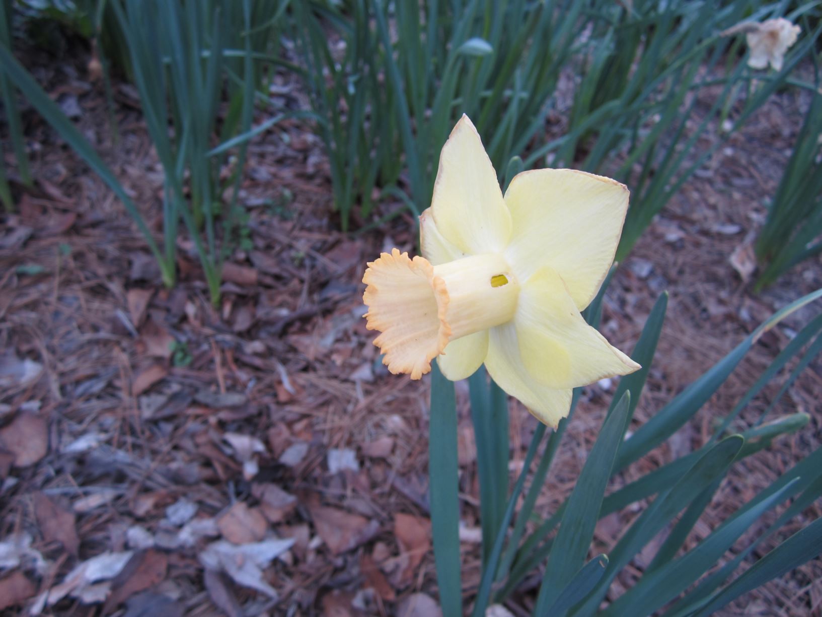 Narcissus 'Oregon Pioneer' - large-cupped daffodil