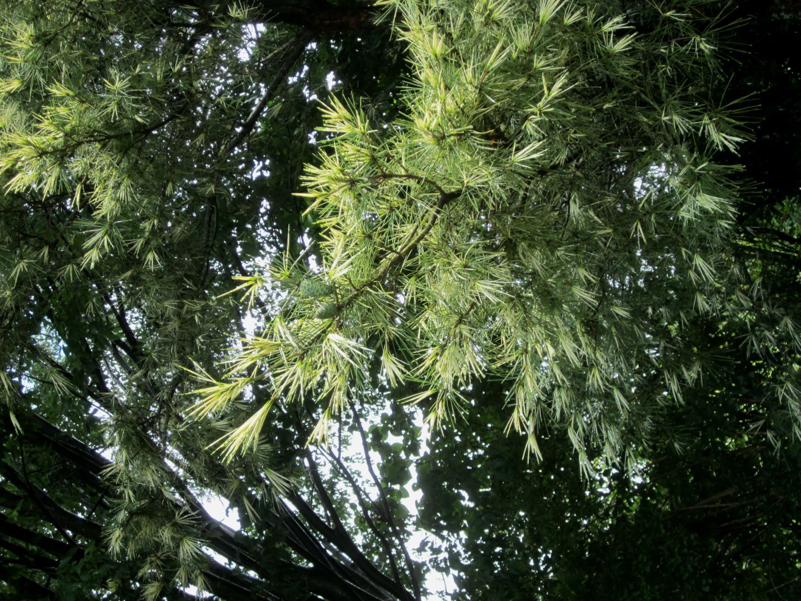 Pinus densiflora 'Oculus Draconis' - dragon-eye pine, Japanese red pine