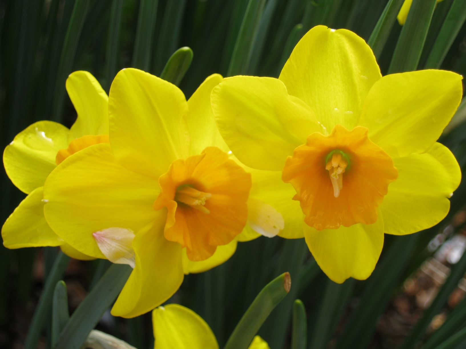 Narcissus 'Pappy George' - jonquilla daffodil