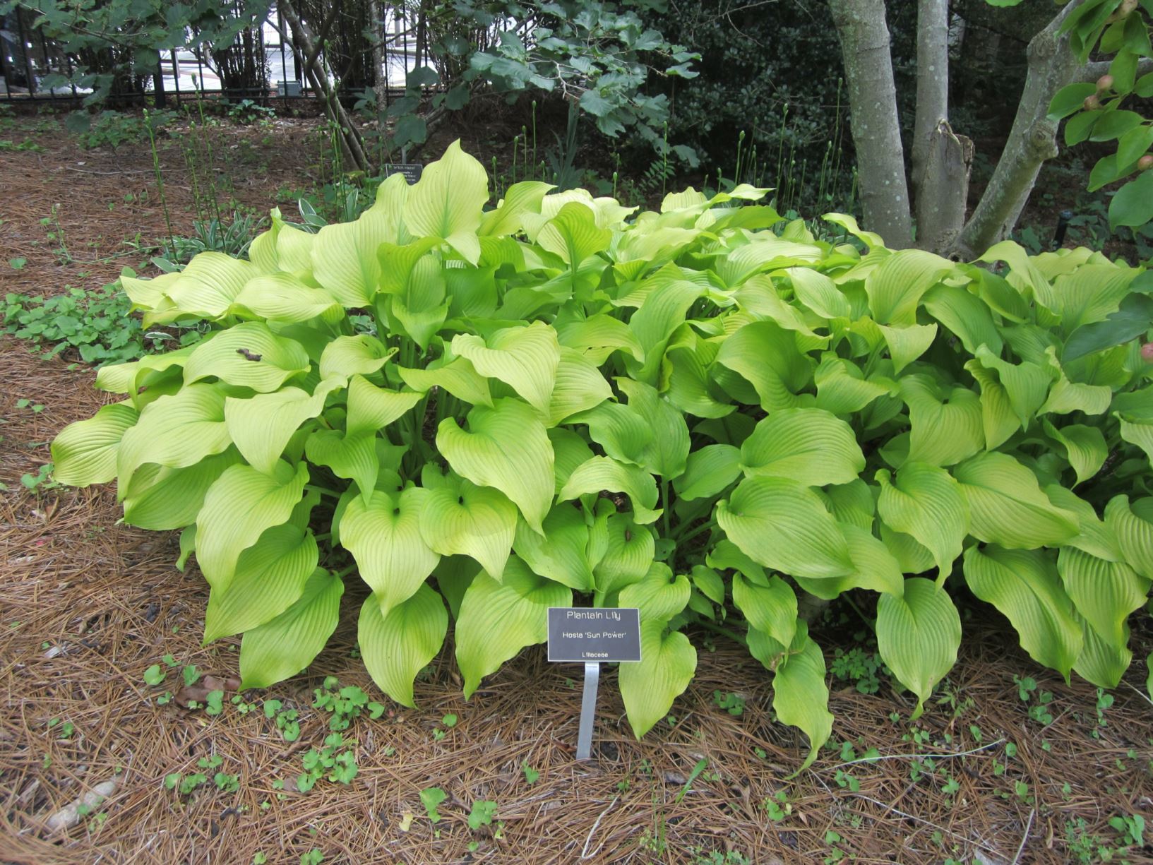 Hosta 'Sun Power' - hosta, large-leaved hosta