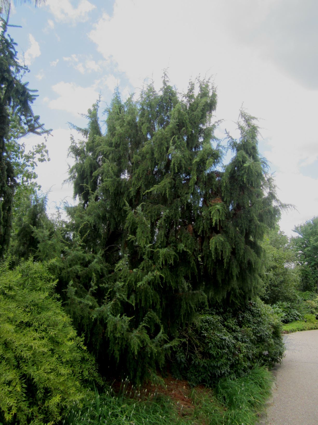 Juniperus rigida Needle Juniper, Temple Juniper Lewis Ginter Botanical Garden Richmond