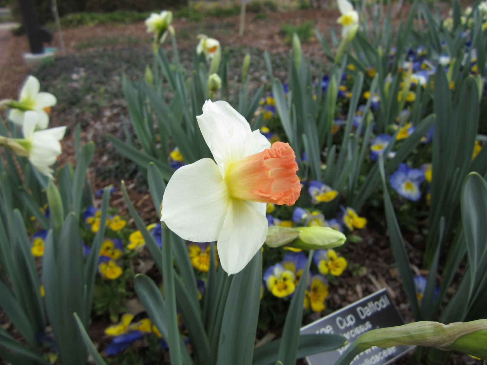 Narcissus 'Pink Charm' - large-cupped daffodil