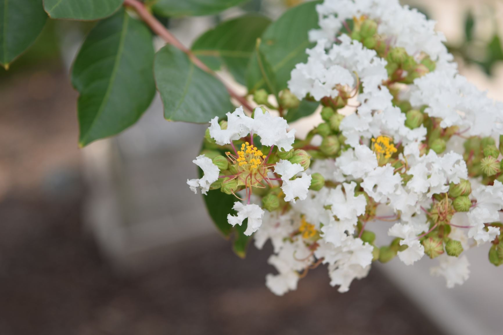 Lagerstroemia 'Acoma' - crape myrtle