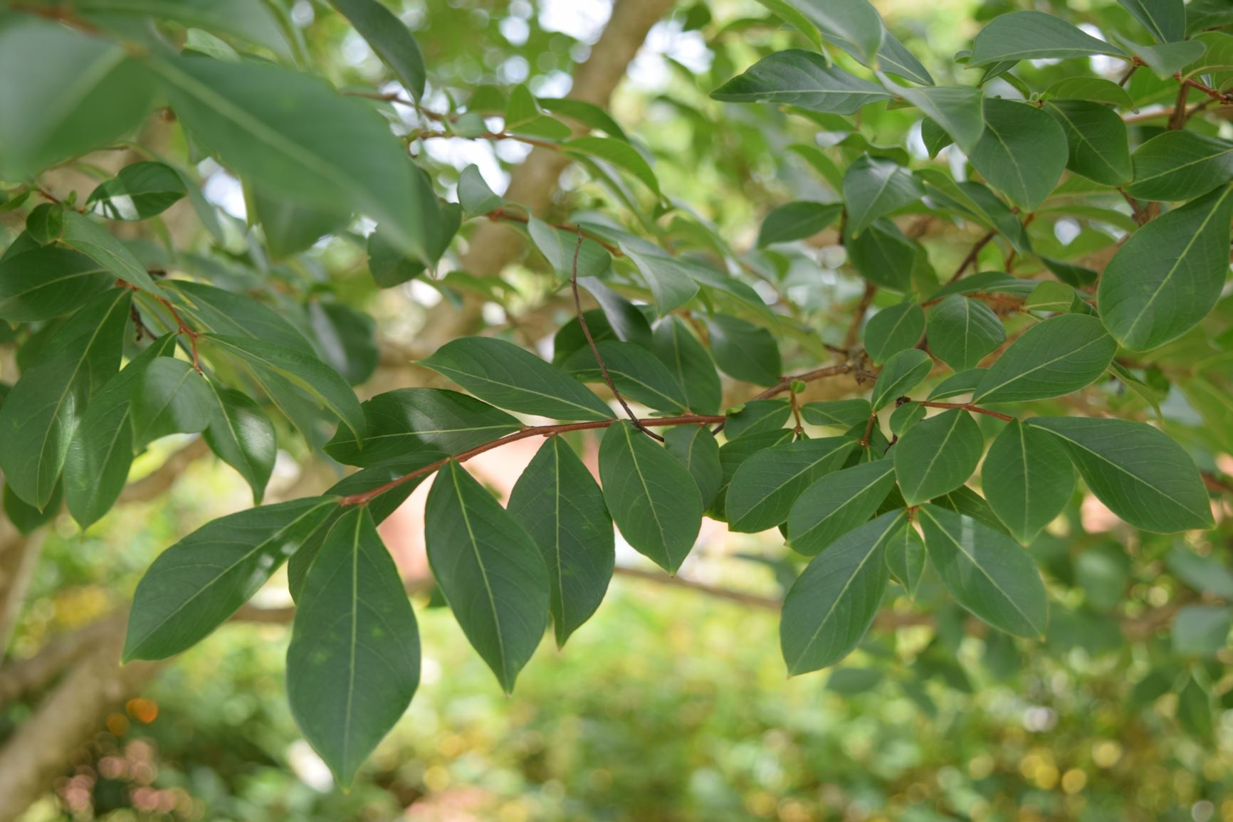 Lagerstroemia 'Lipan' - crape myrtle | Lewis Ginter Botanical Garden ...