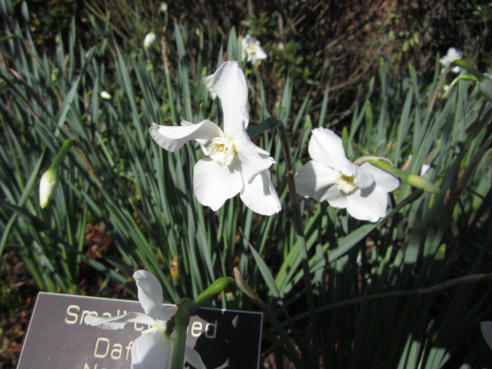 Narcissus 'Polar Ice' - small-cupped daffodil