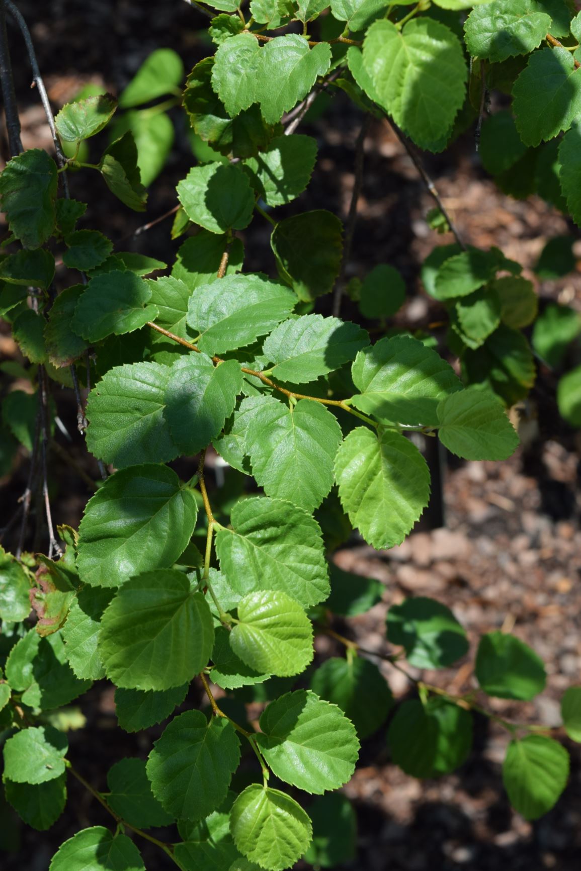 Betula lenta f. uber - Virginia roundleaf birch