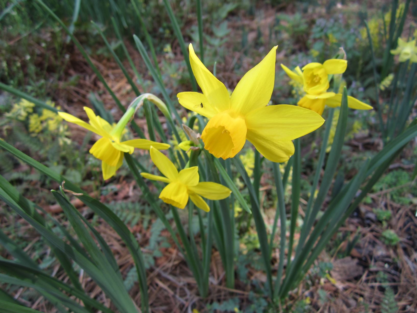 Narcissus 'Pipit' - jonquilla daffodil