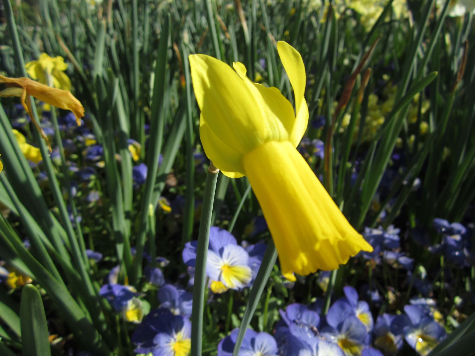 Narcissus 'Rapture' - cyclamineus daffodil