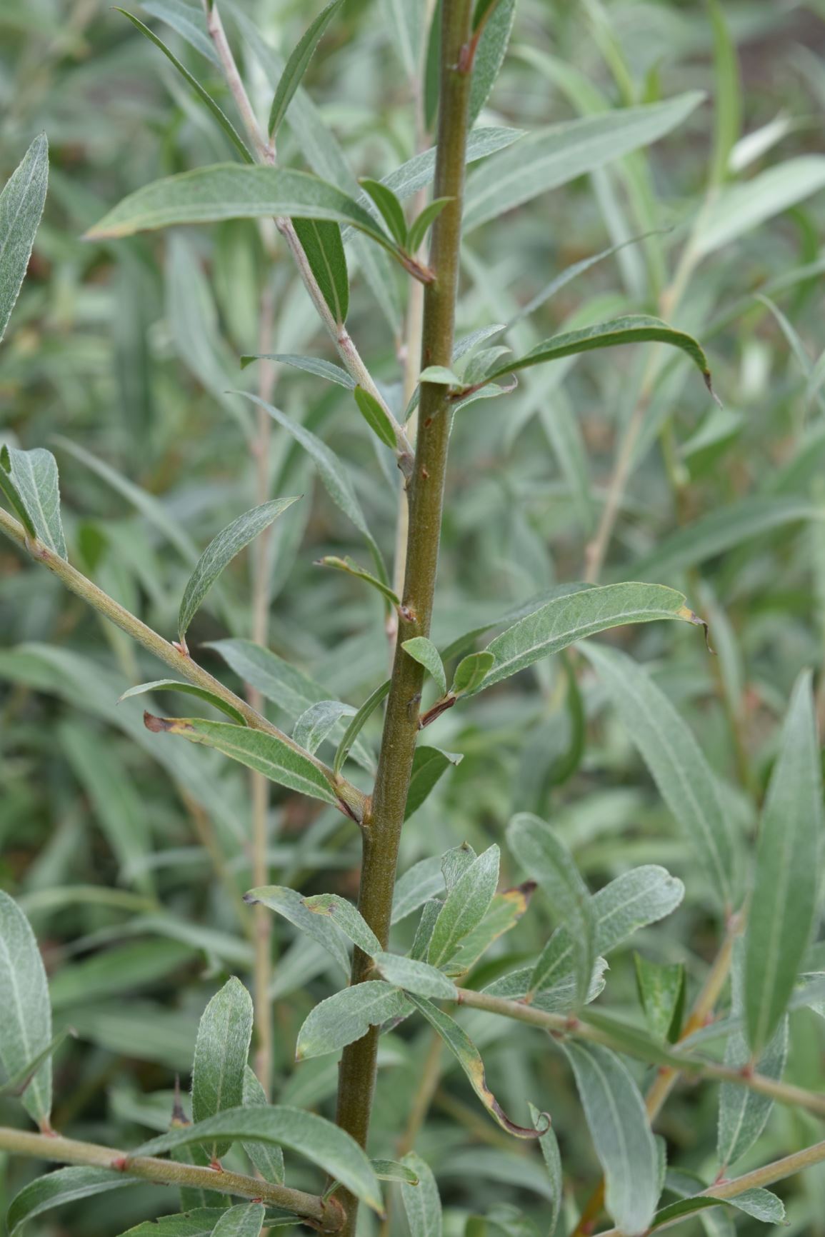 Salix alba var. sericea - silver willow, white willow
