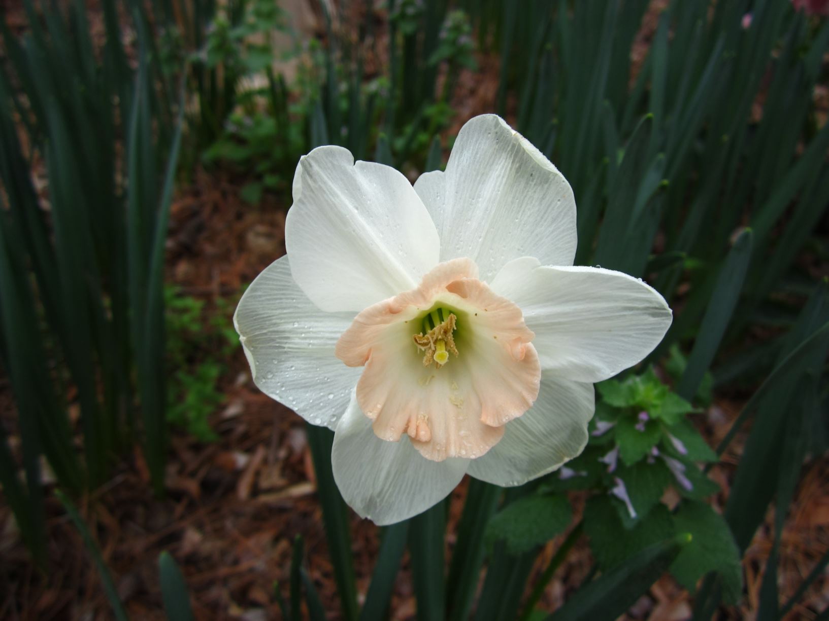 Narcissus 'Romance' - large-cup daffodil