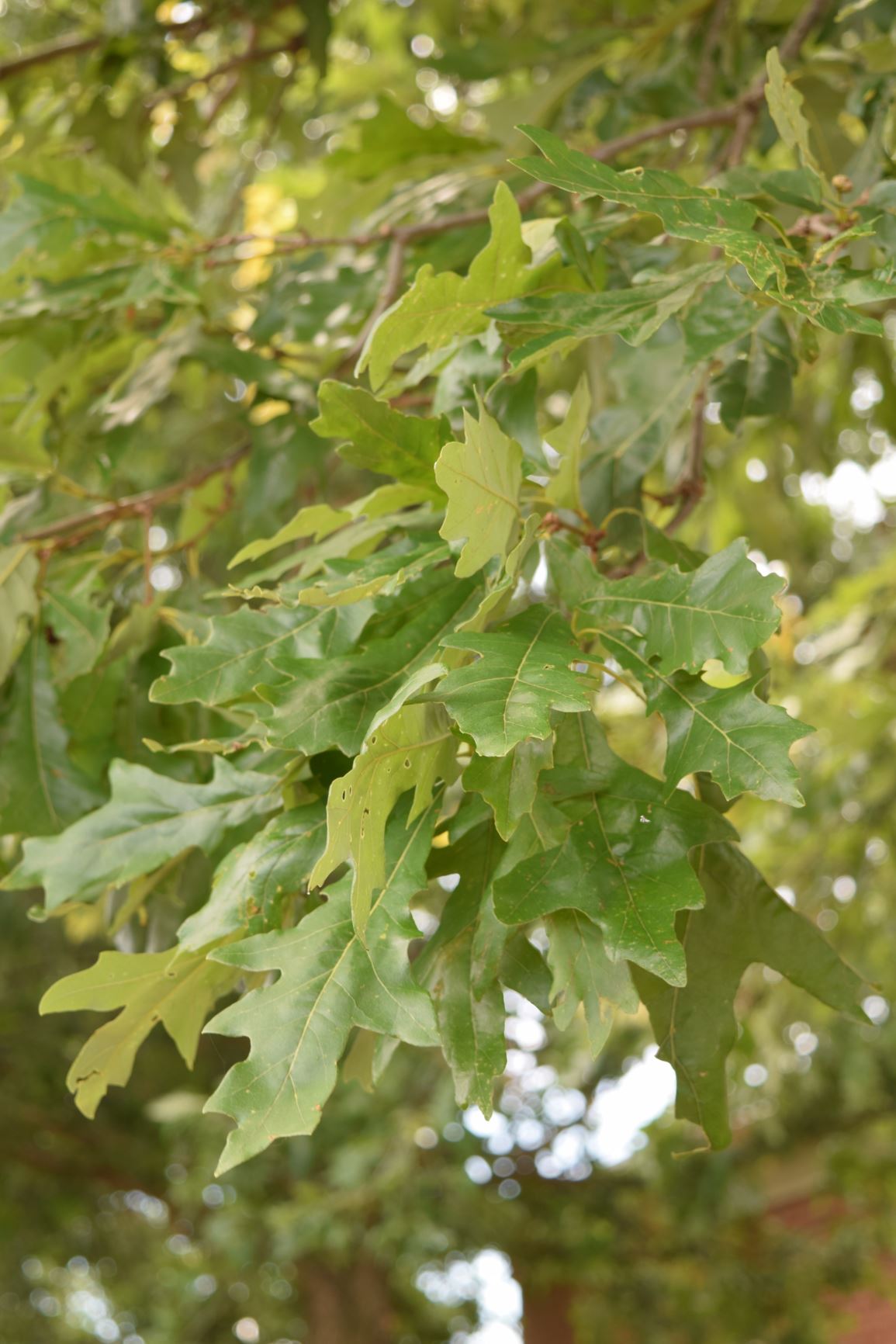 Quercus lyrata 'QLFTB' Highbeam ™ - overcup oak