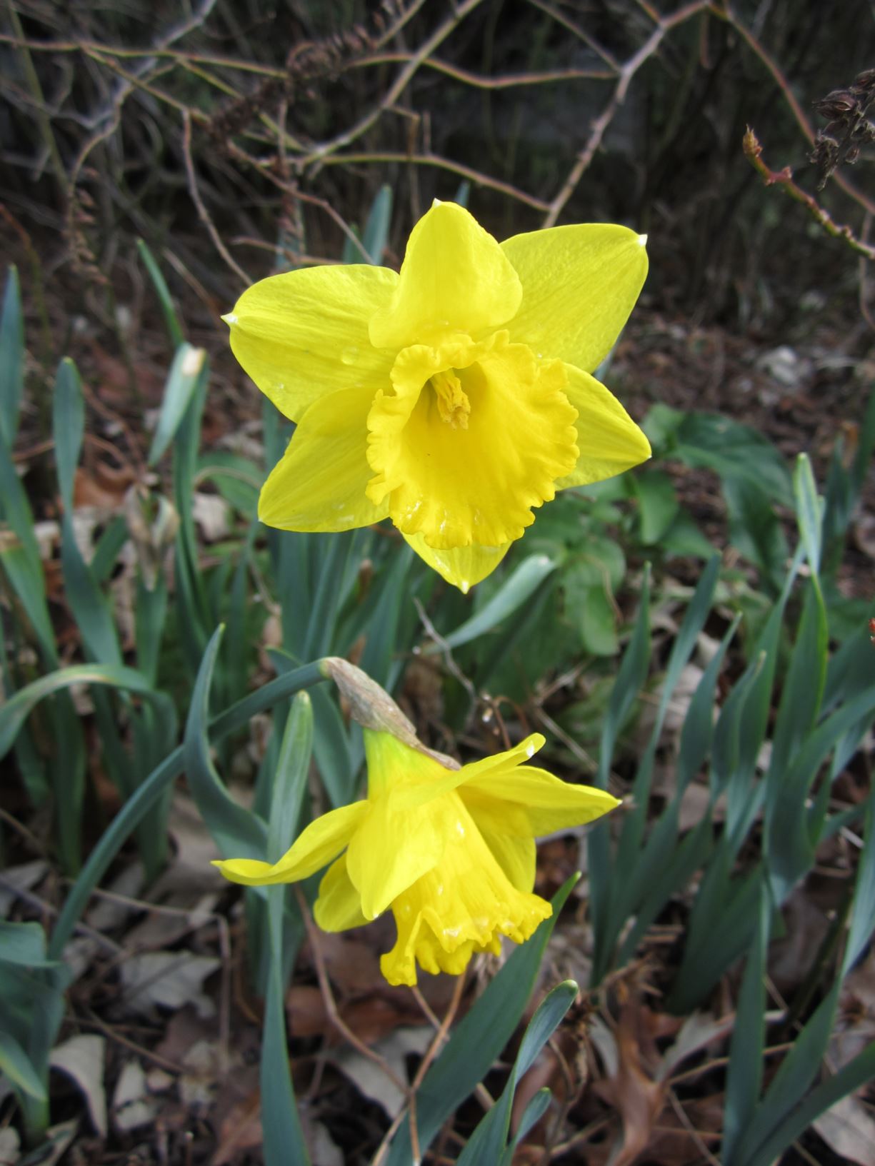 Narcissus 'Saint Keverne' - large-cupped daffodil