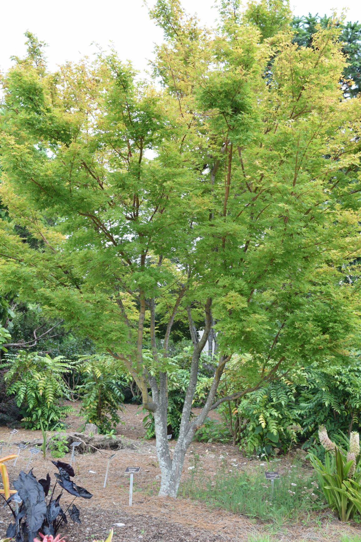 Acer palmatum 'Sango-Kaku' - Japanese maple
