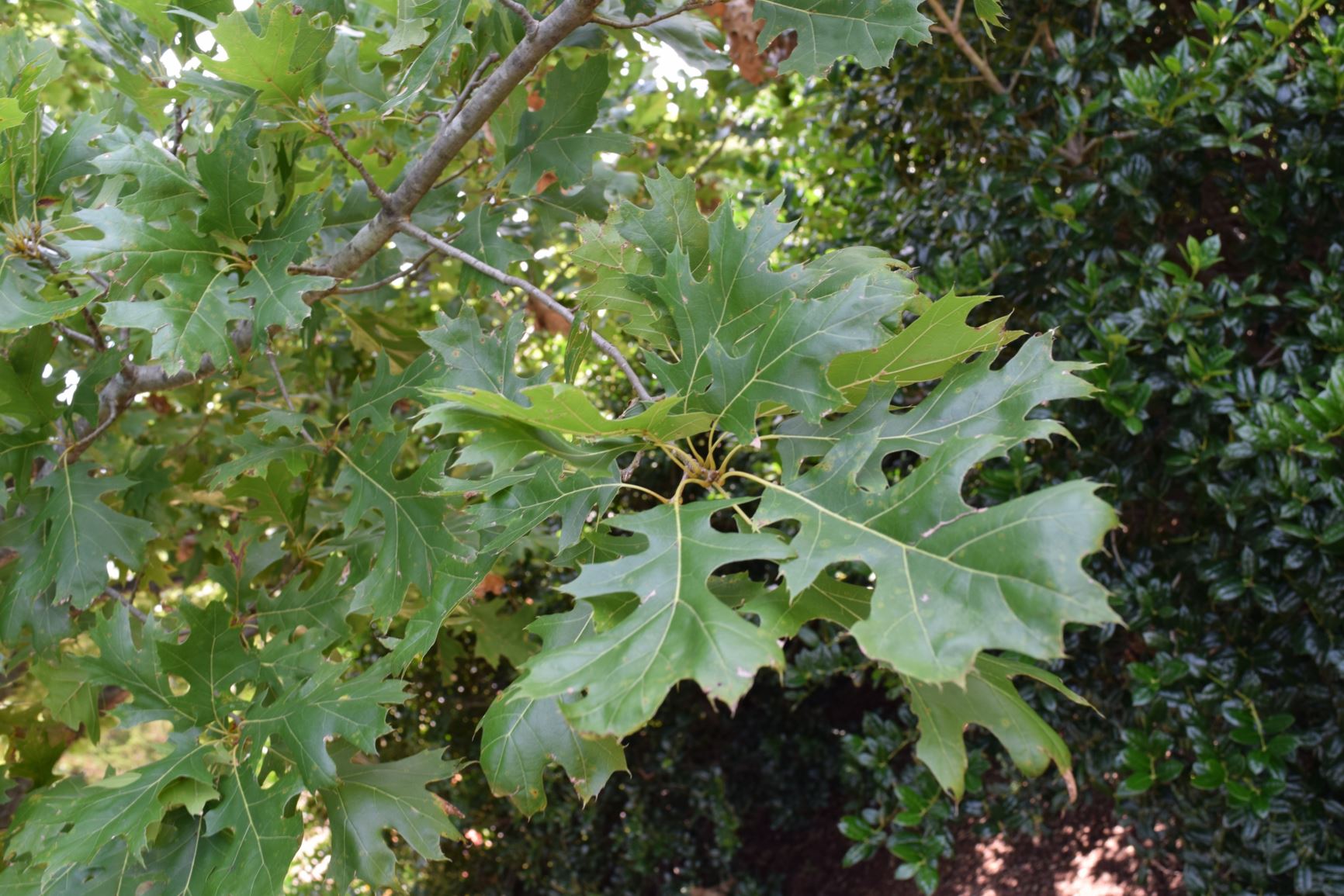 Quercus shumardii - shumard oak