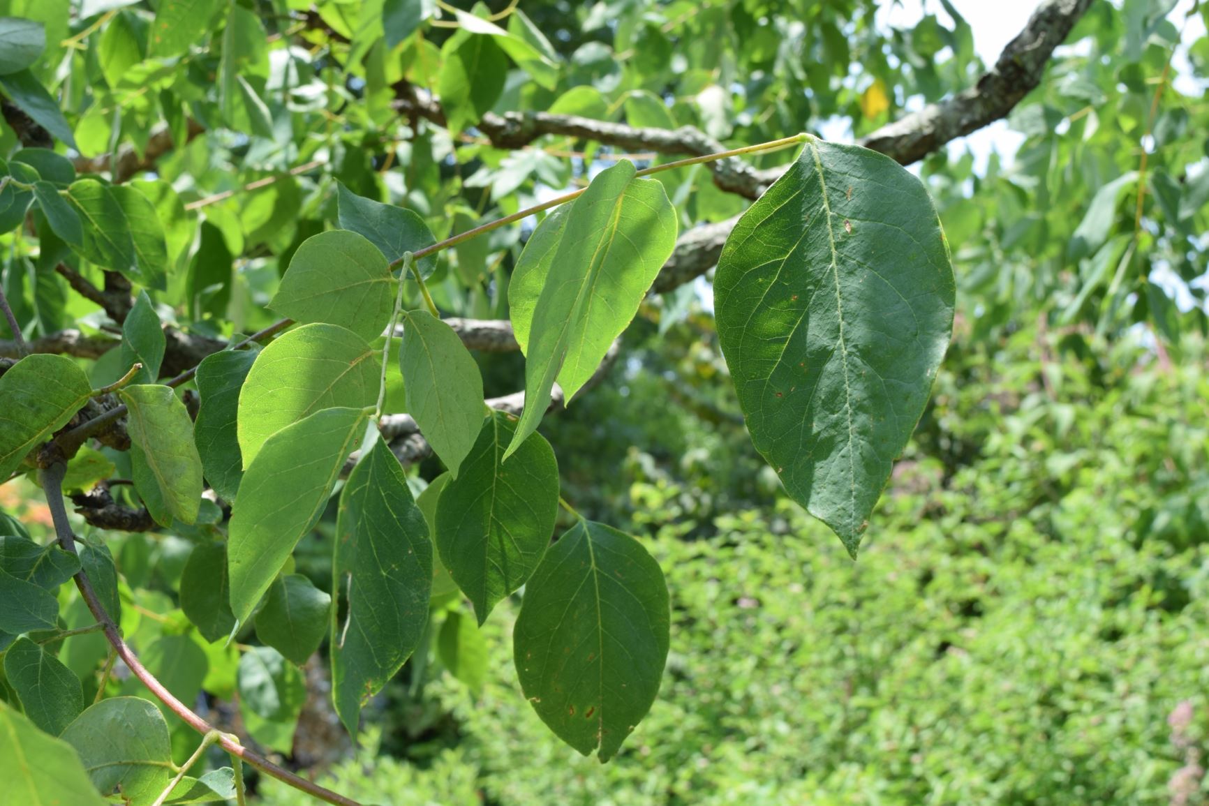 Gymnocladus dioica - Kentucky coffee tree