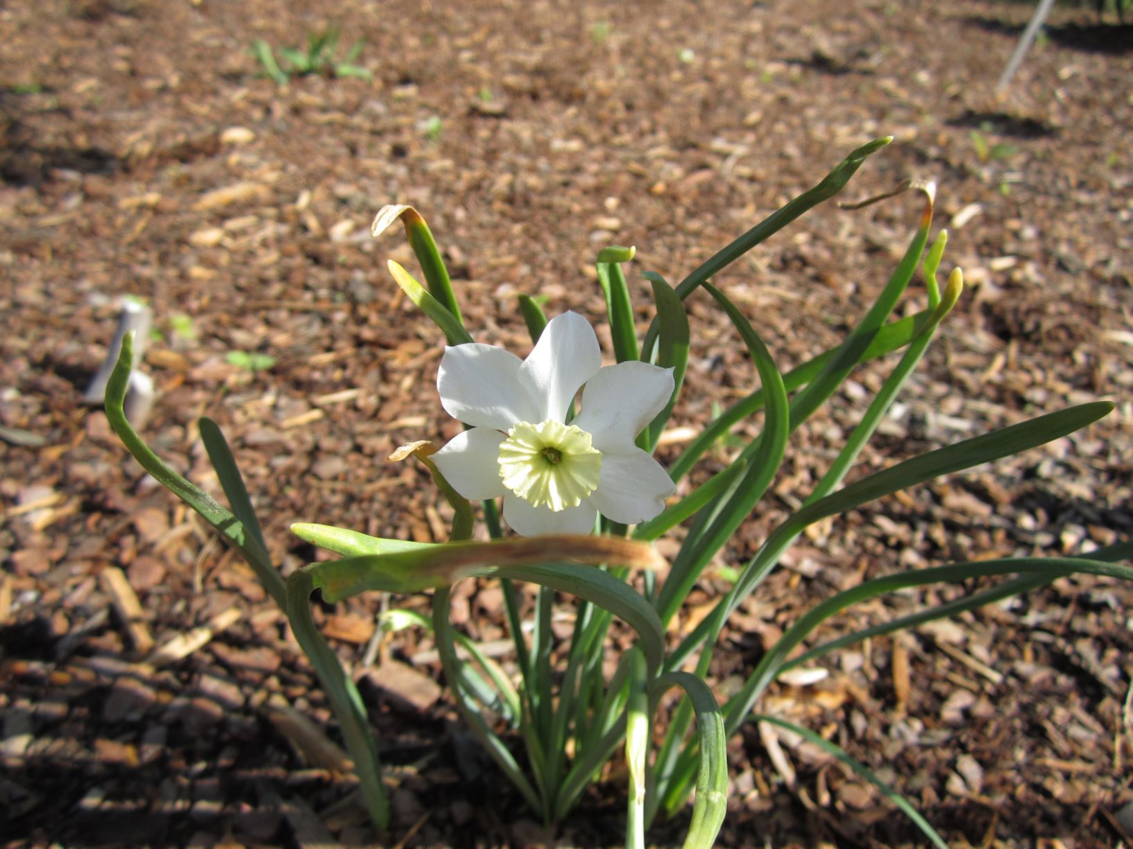 Narcissus 'Segovia' - small-cupped daffodil