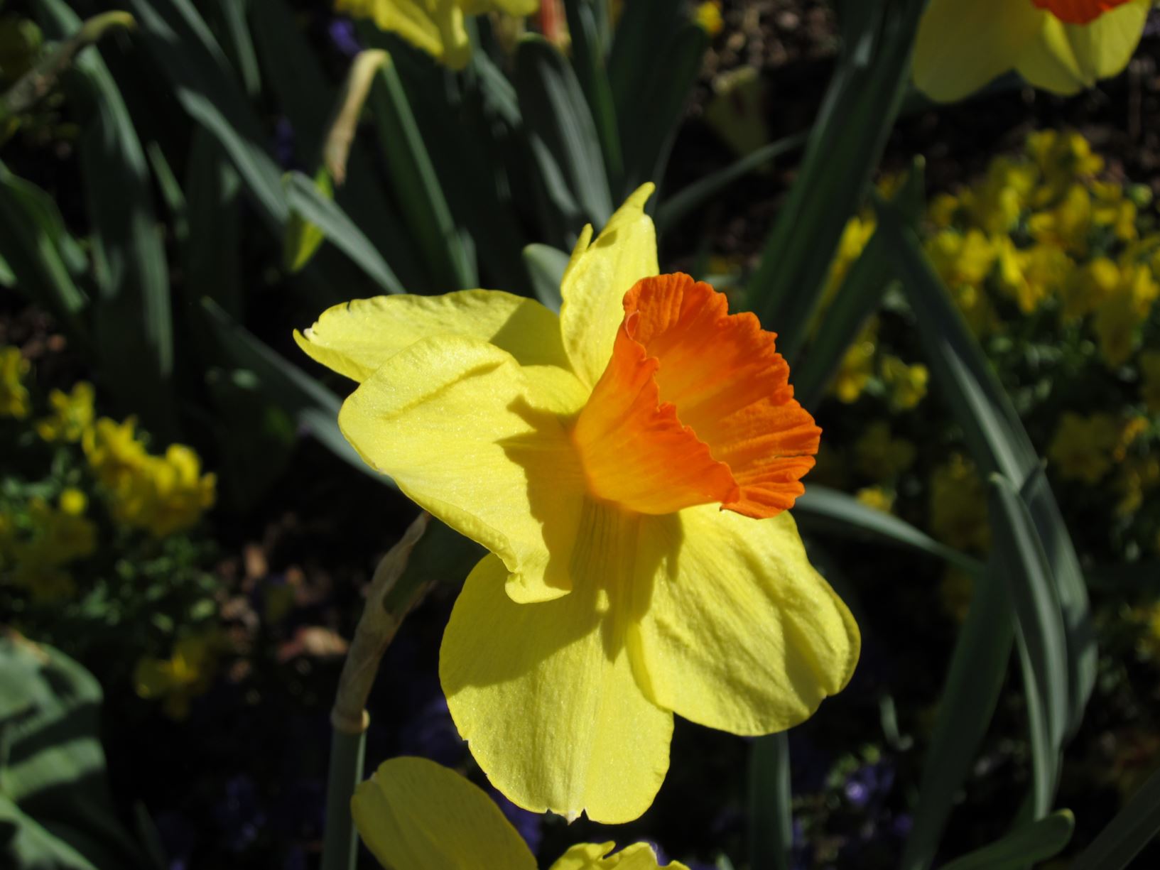 Narcissus 'Serola' - large-cupped daffodil