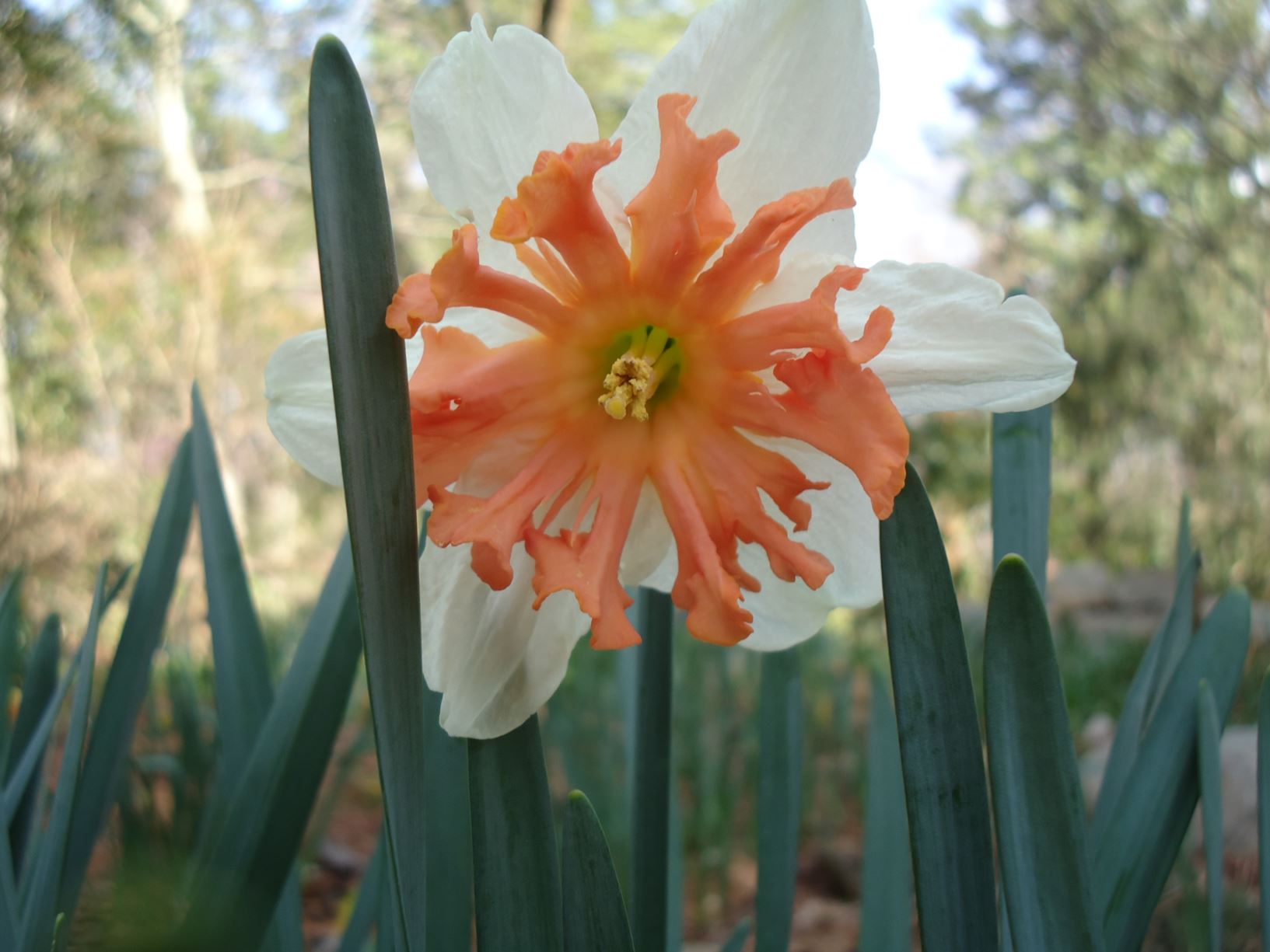 Narcissus 'Shrike' - split-corona daffodil