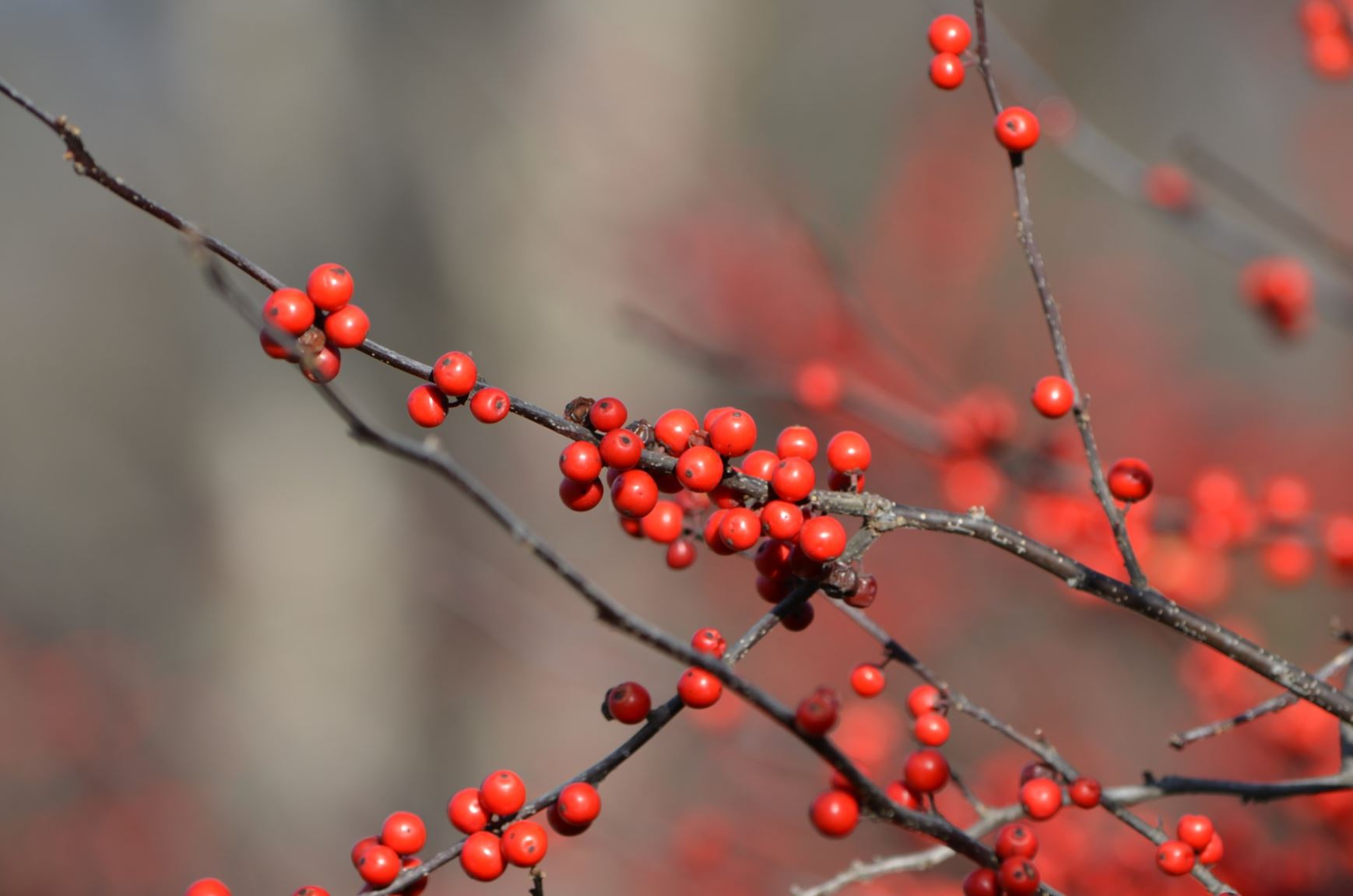 Ilex verticillata 'Winter Red' - winterberry holly