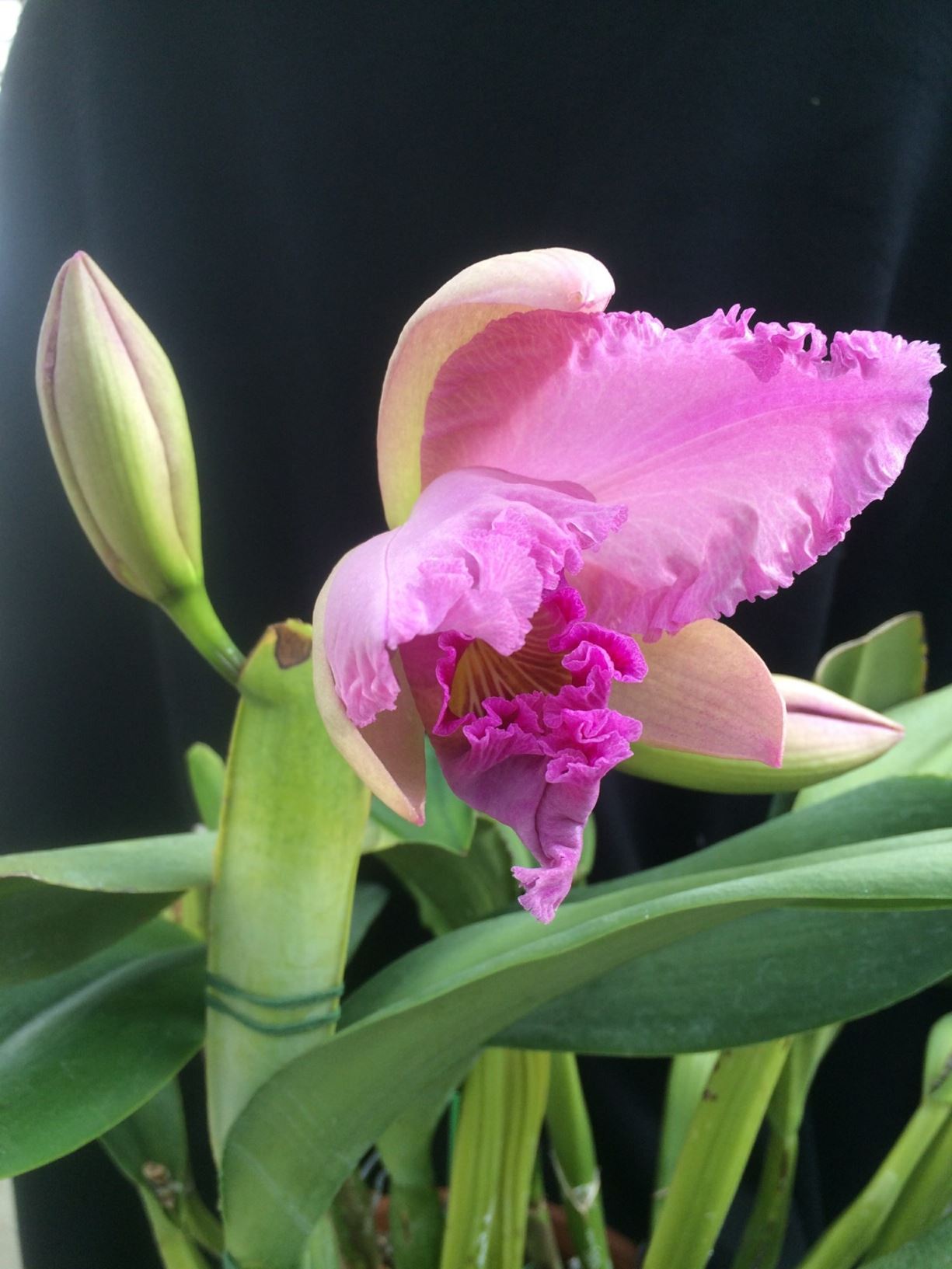 Cattleya Irene Finney 'ingrid' Hcc Aos - Corsage Orchid 