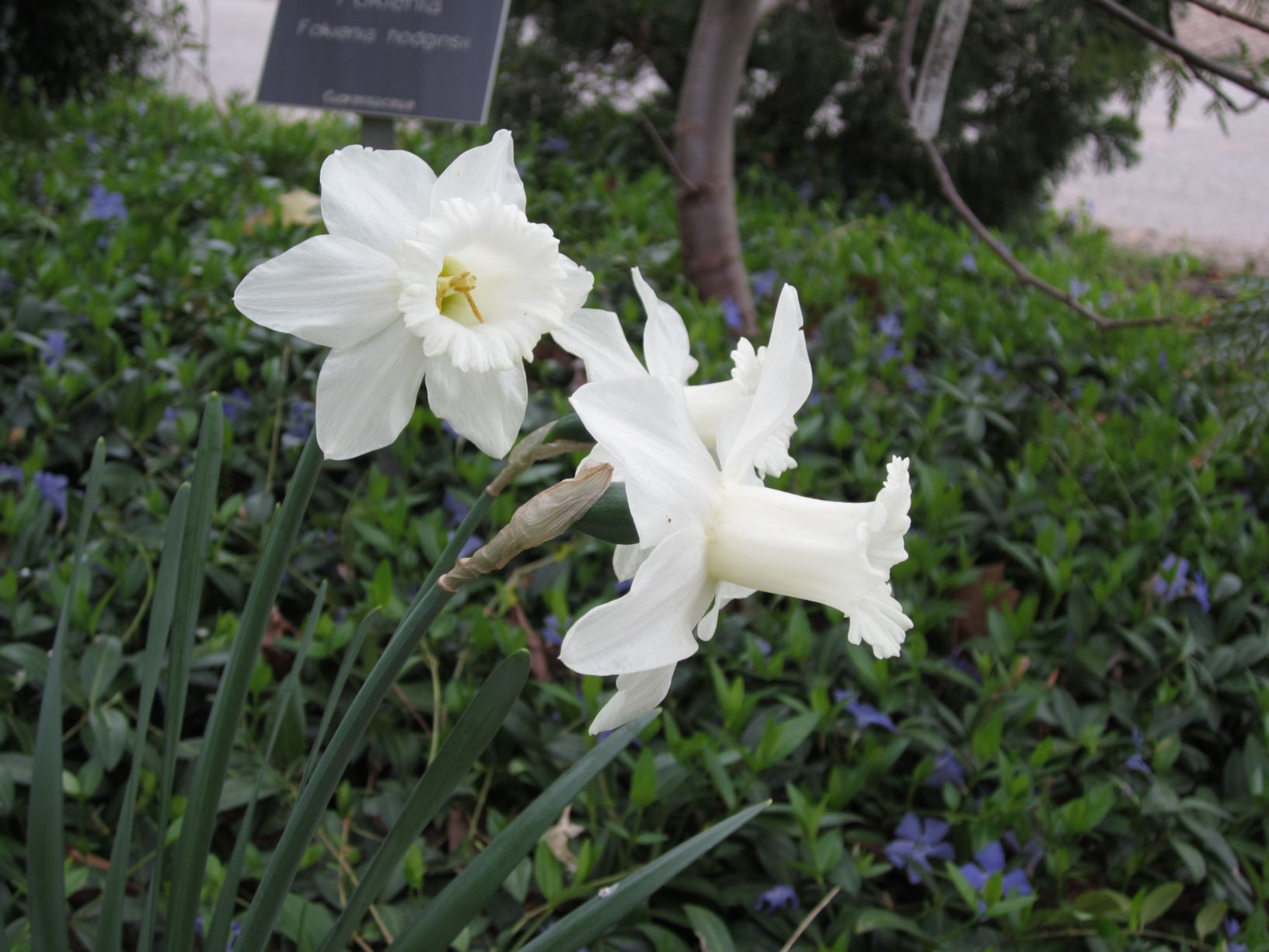 Narcissus 'Snipe' - cyclamineus daffodil