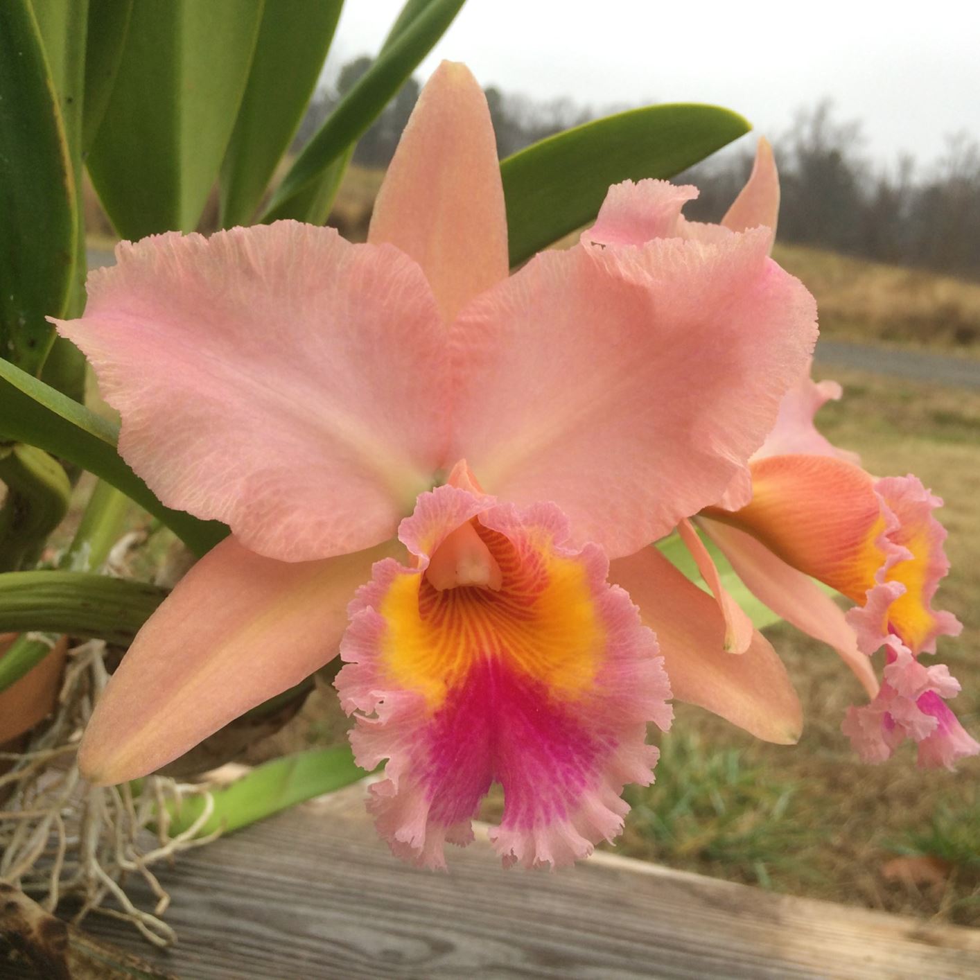 Rhyncholaeliocattleya George King 'Serendipity' AM/AOS CCM/AOS - corsage orchid