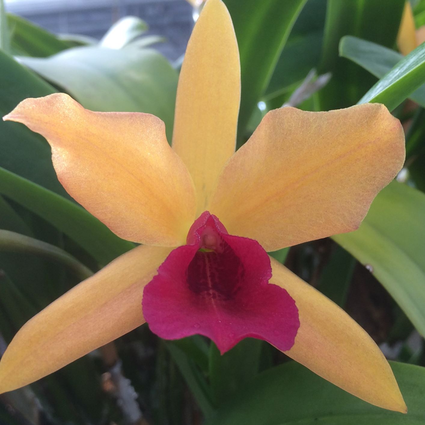 Cattlianthe Gold Digger 'Orchid Jungle' CCM/AOS - corsage orchid