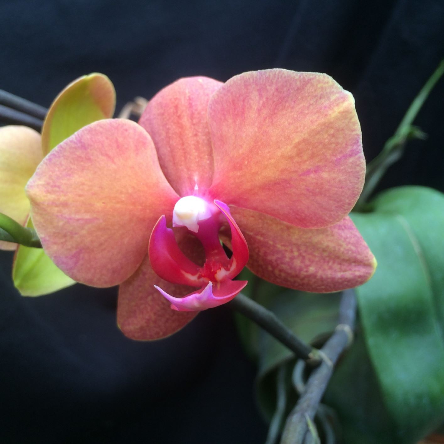Phalaenopsis Surf Song - moth orchid