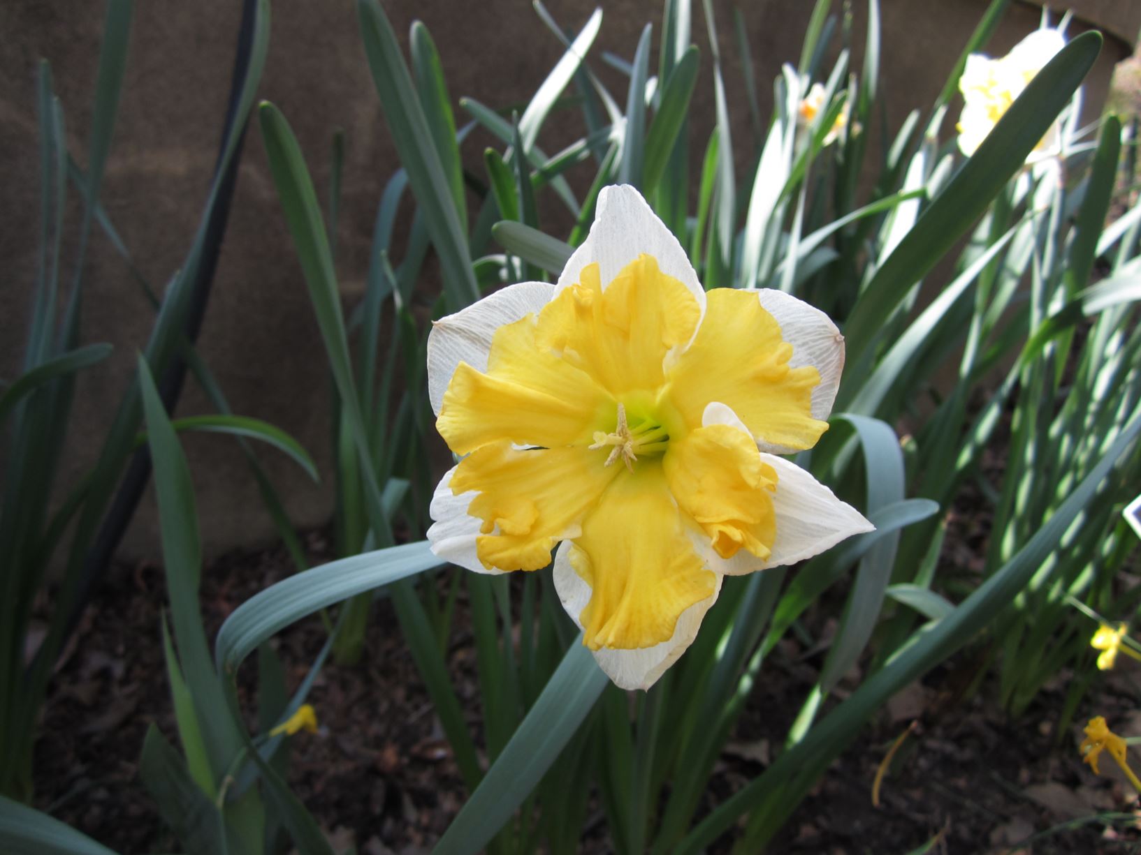 Narcissus 'Sovereign' - split-corona daffodil