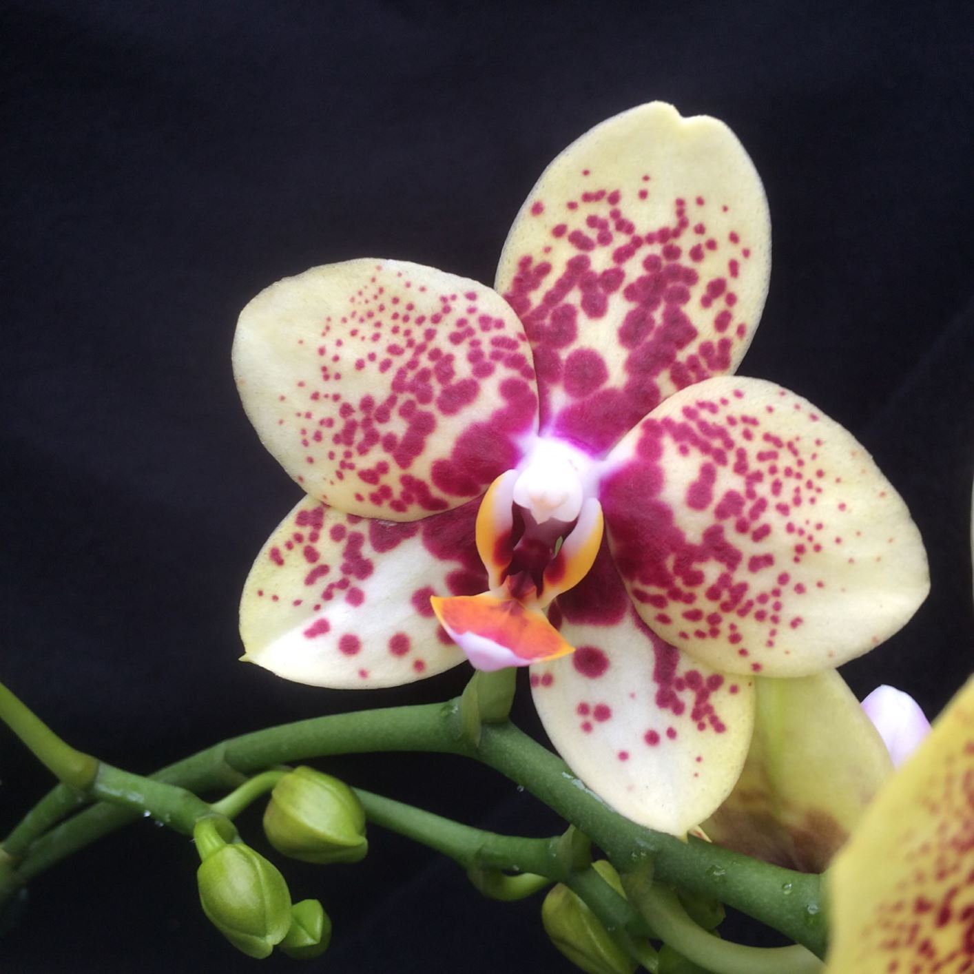 Phalaenopsis Sogo Pearl 'Lucky Star' AM/AOS - moth orchid
