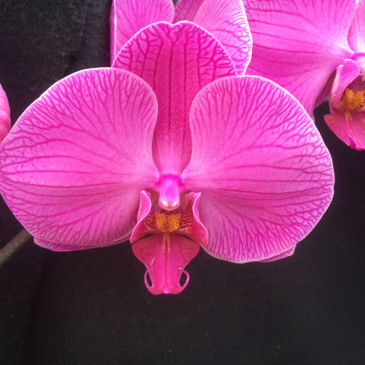 Phalaenopsis Tai Lin Angel 'V31' - moth orchid