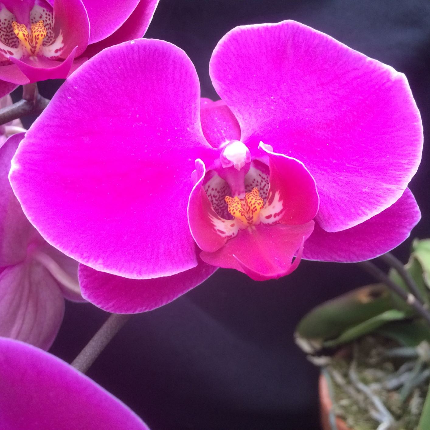 Phalaenopsis Hoglin Rose - moth orchid