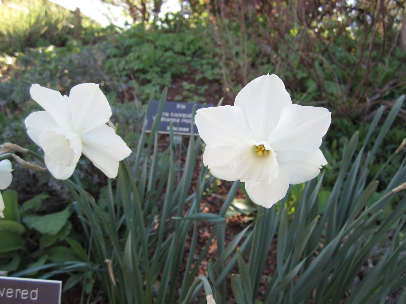 Narcissus 'Stainless' - large-cupped daffodil