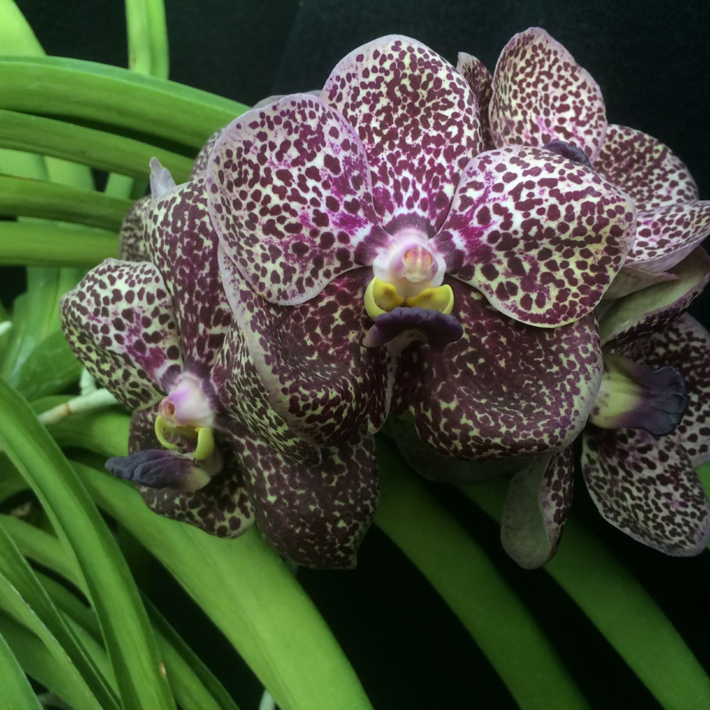 Vanda Kulwadee Fragrance 'Black With Spots' - orchid