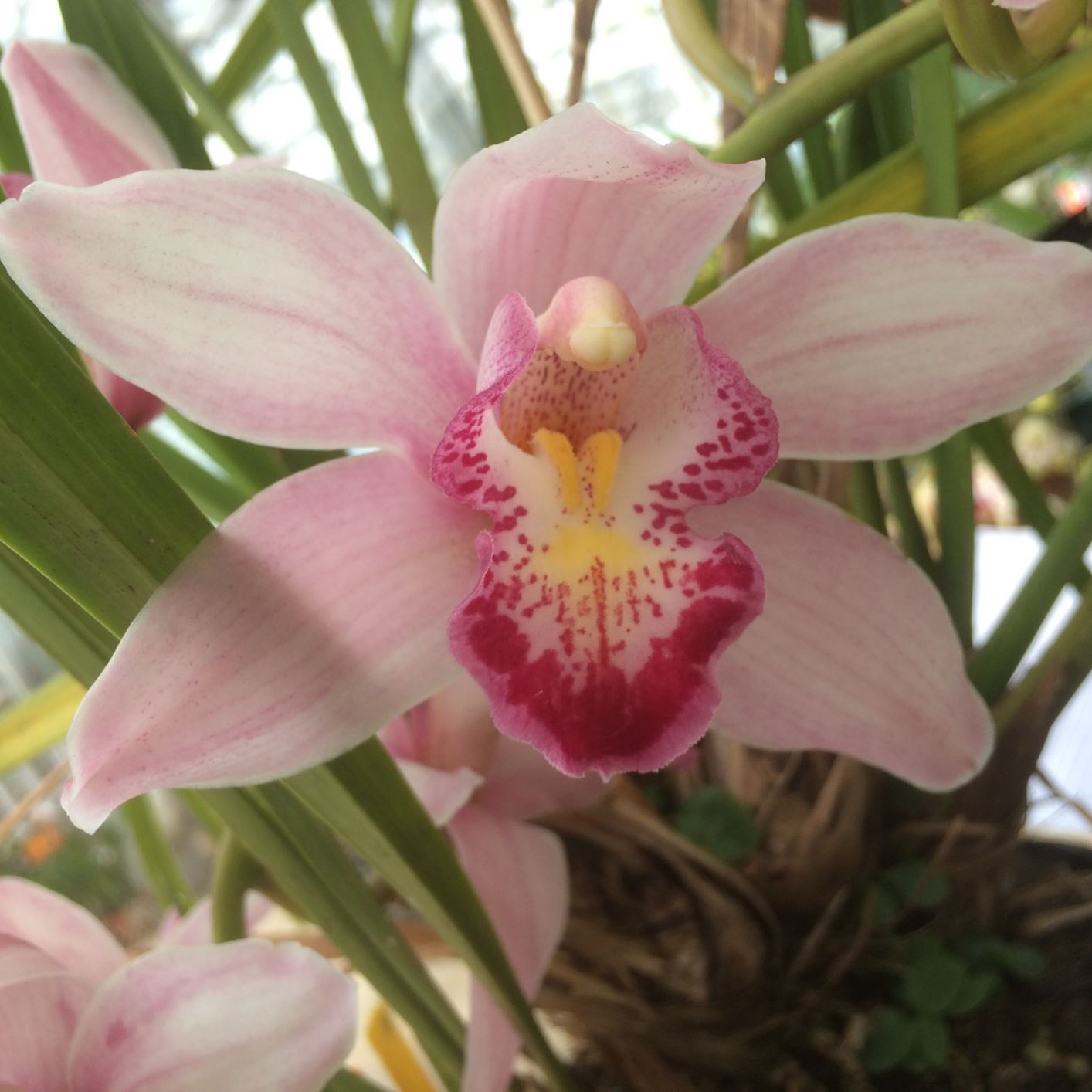 Cymbidium Via Avanti 'Serena' - cymbidium orchid, orchid
