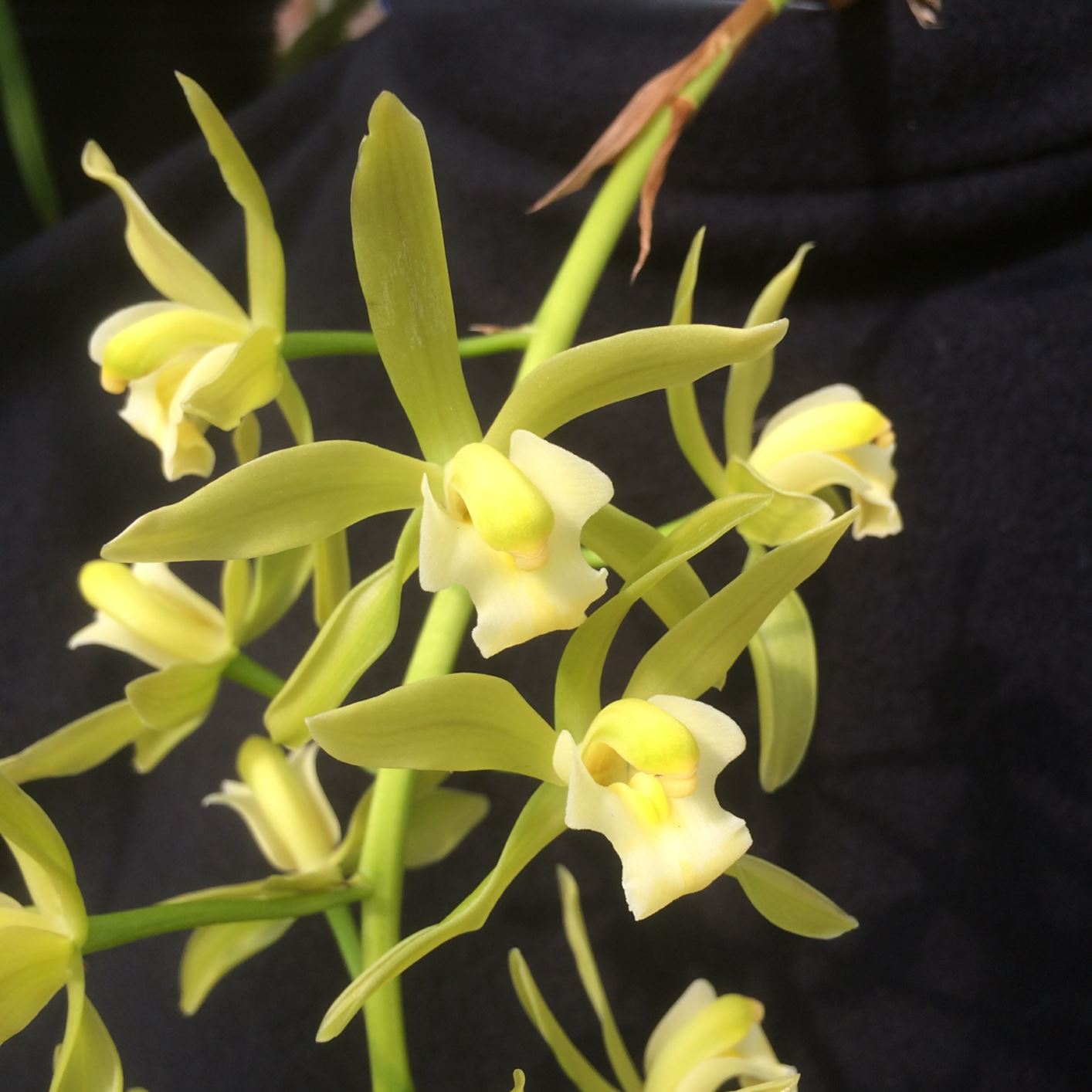 Cymbidium Orchid Conference - orchid