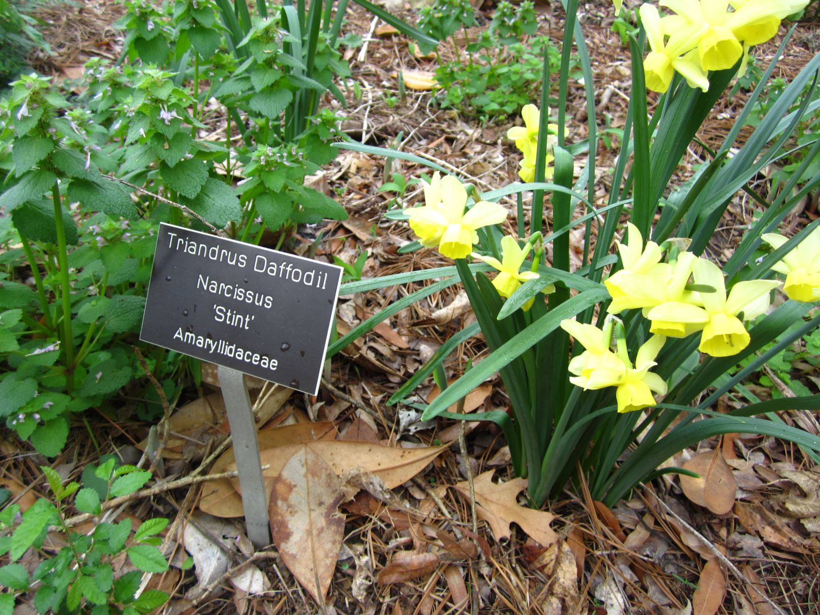 Narcissus 'Stint' - triandrus daffodil