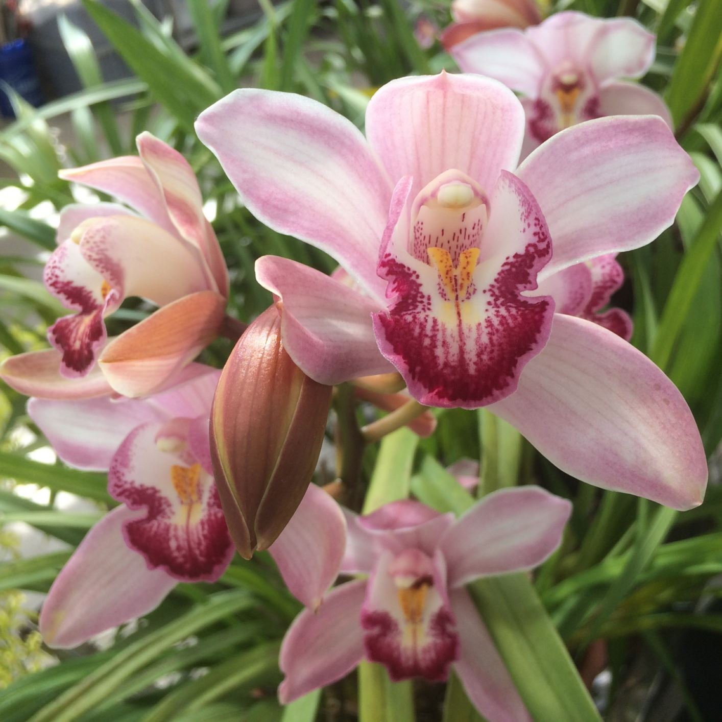 Cymbidium Rosalba 'Magnifica' - cymbidium, orchid