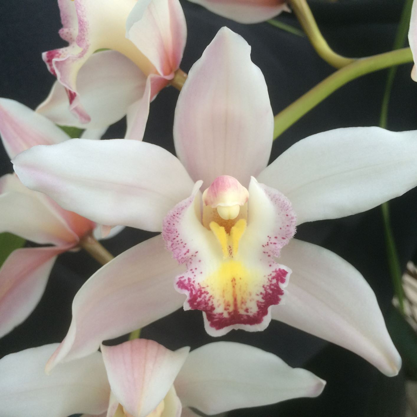 Cymbidium Glendora - cymbidium, orchid