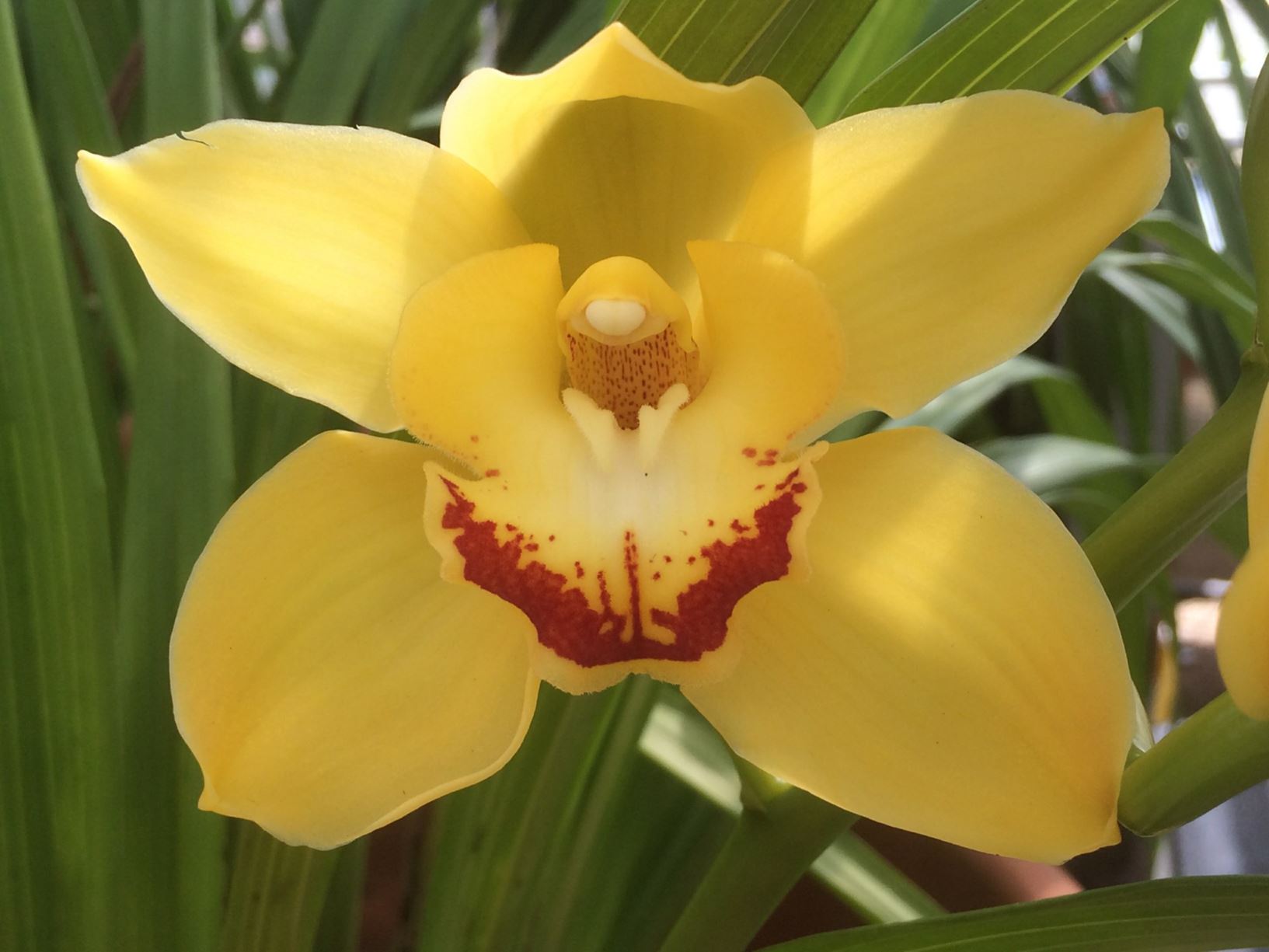 Cymbidium Via Airosa 'Painted Sunrise' - cymbidium orchid, orchid