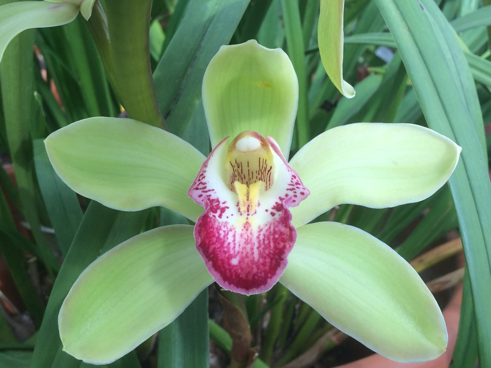Cymbidium Via Paloma Verde - cymbidium orchid, orchid