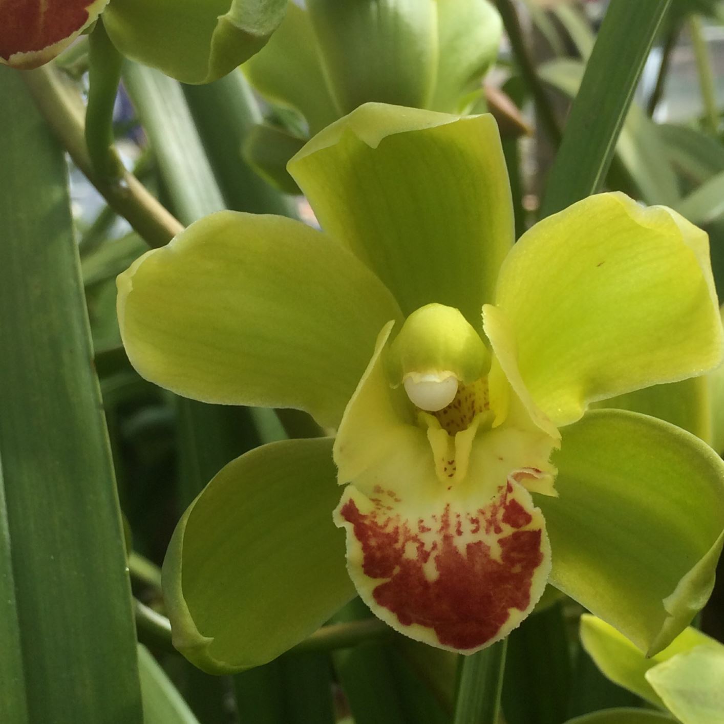 Cymbidium Tranquility × C. Miretta 'Bold Fellow' - orchid