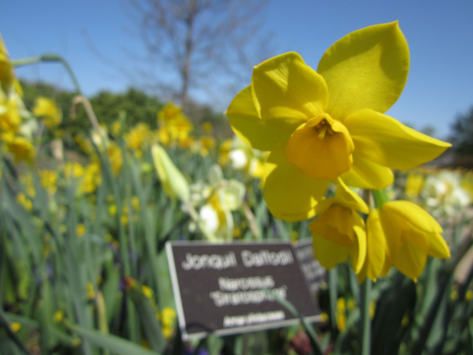 Narcissus 'Stratosphere' - jonquilla daffodil