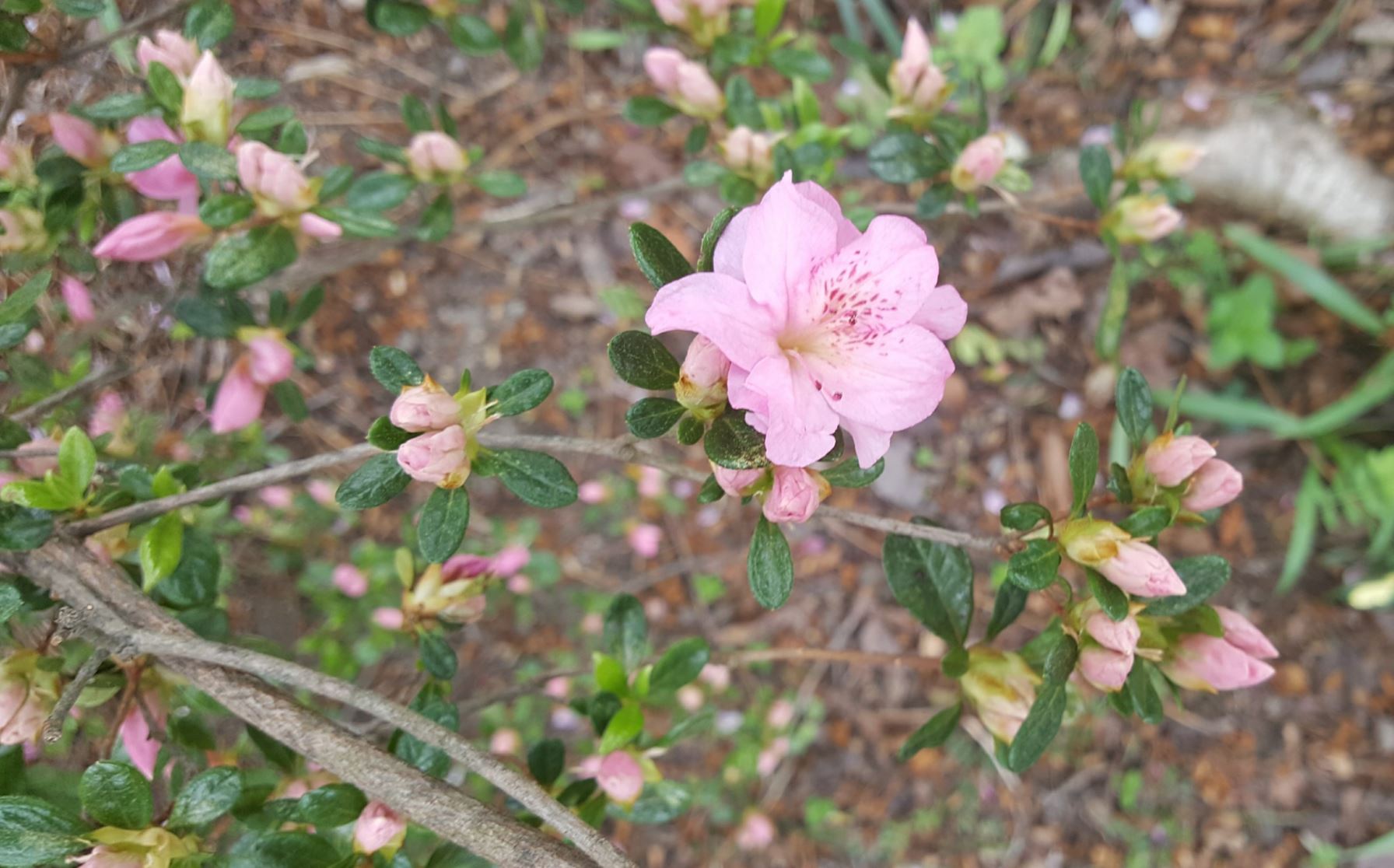 Rhododendron 'Dorothy' - hybrid azalea