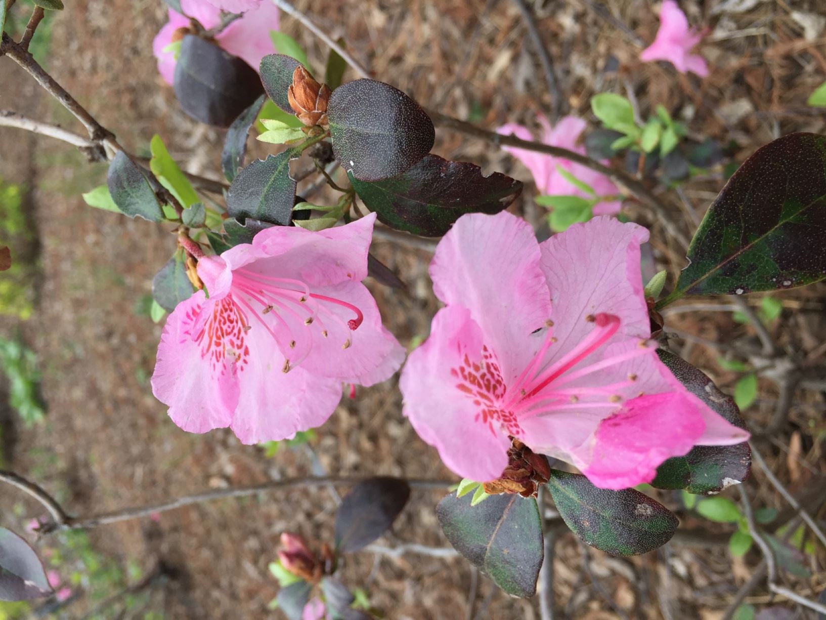 Rhododendron 'Bubblegum' - rhododendron