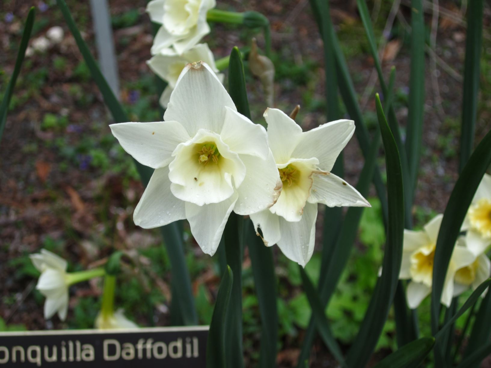 Narcissus 'Sweet Love' - jonquilla daffodil