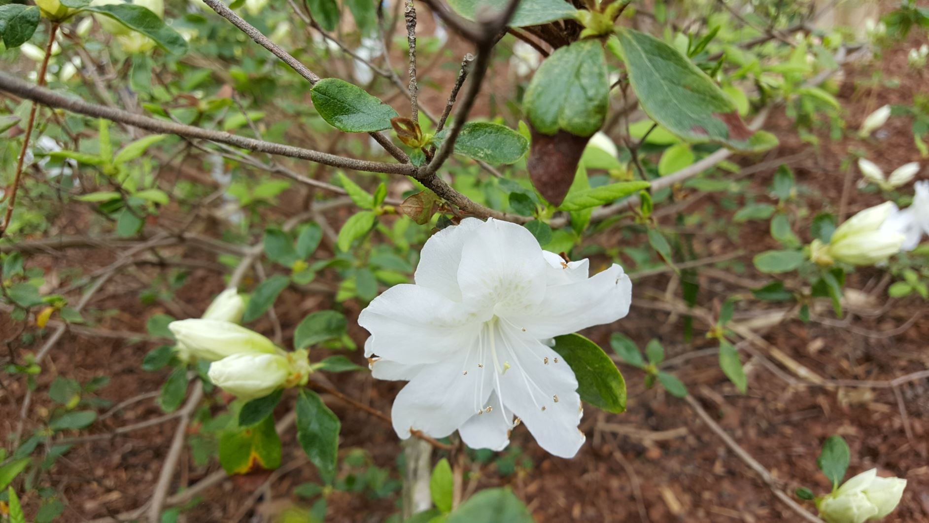 Rhododendron 'Mitey White' - evergreen azalea