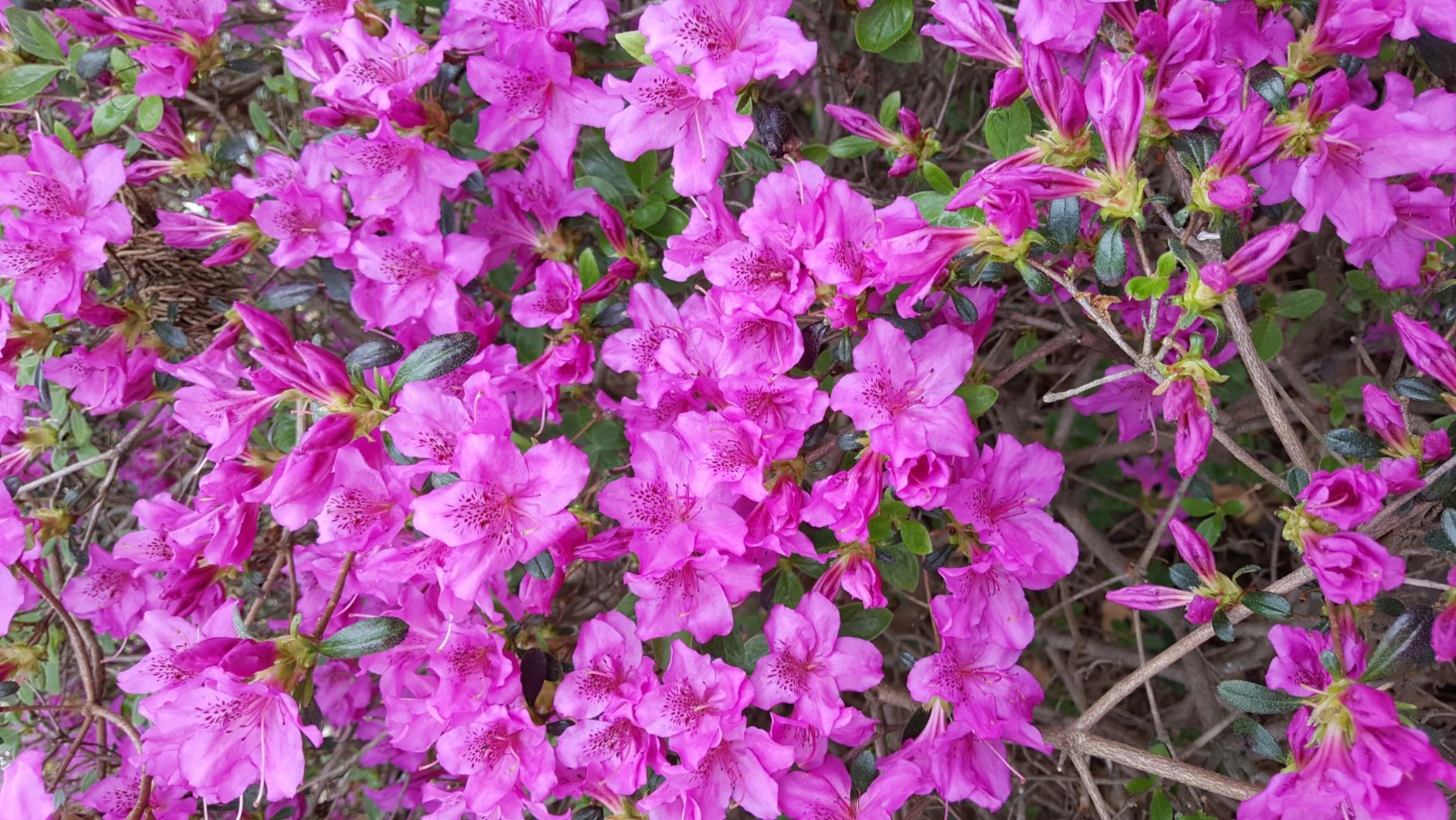 Rhododendron 'Karens' - evergreen azalea